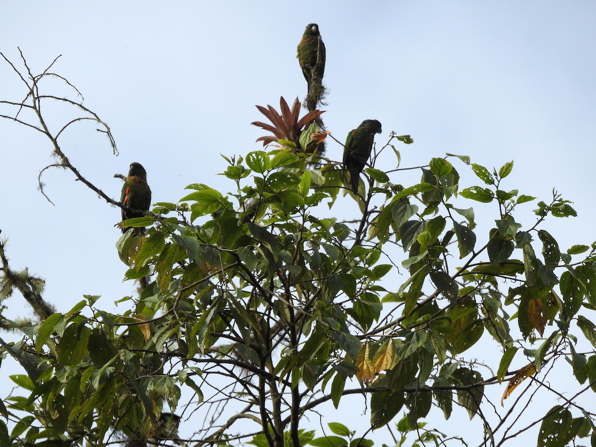 Maroon-tailed Parakeet (Choco) - ML499629051