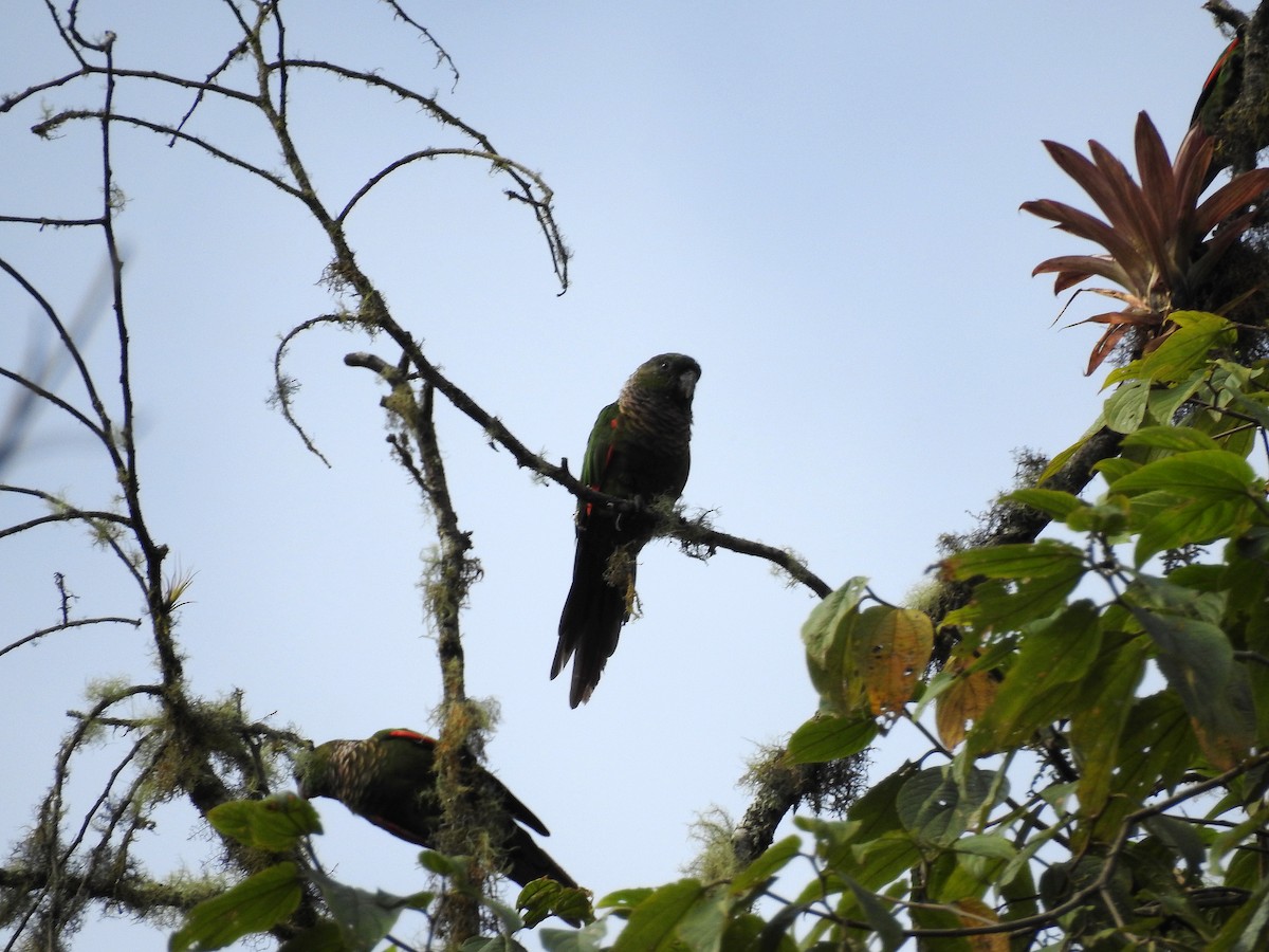 Maroon-tailed Parakeet (Choco) - ML499629061