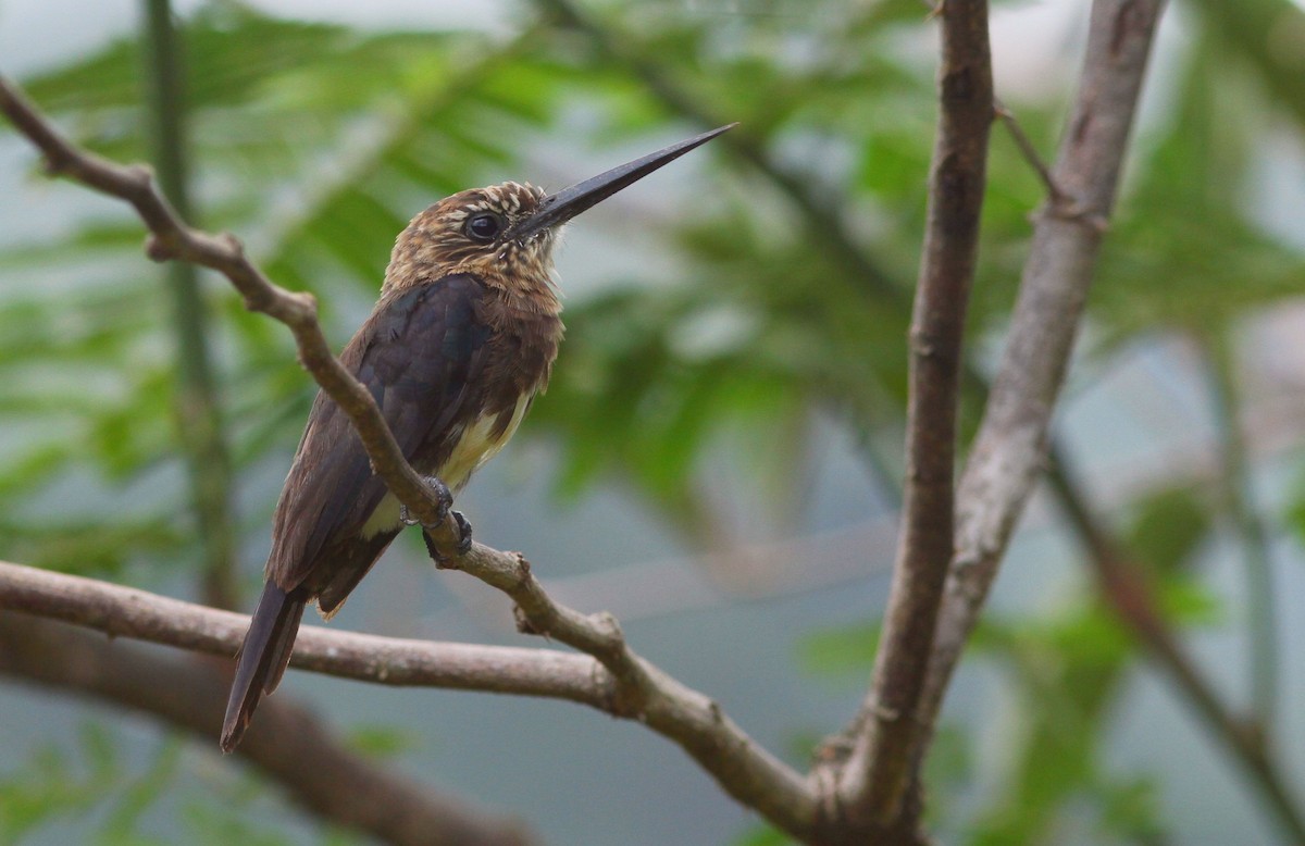 eBird Checklist - 26 Nov 2015 - Dékou-Dékou--Boeuf Mort - 2 species