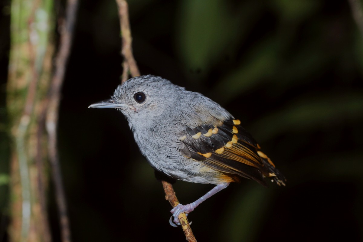 Rufous-bellied Antwren - Vincent Rufray