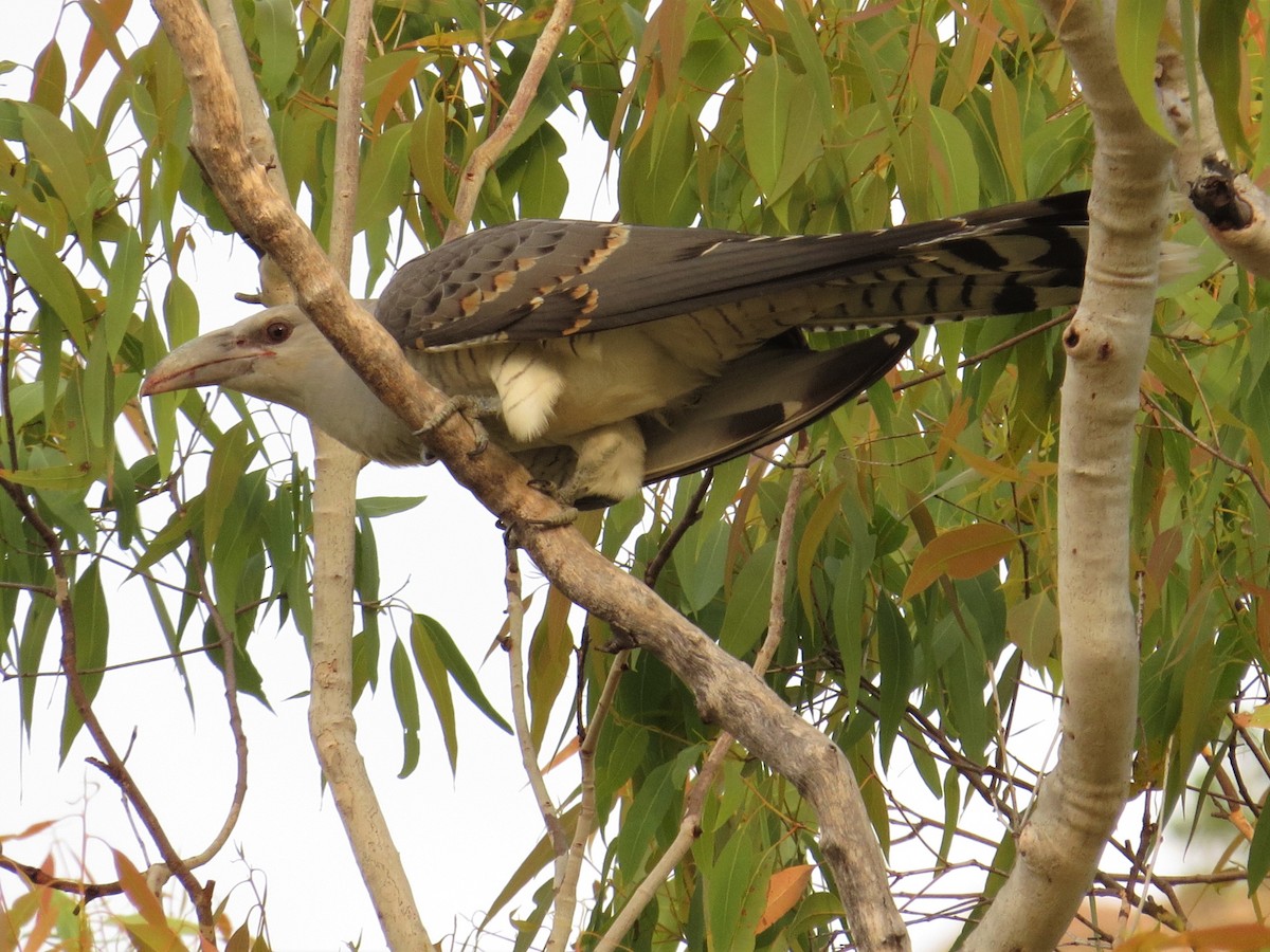 Channel-billed Cuckoo - ML499630151