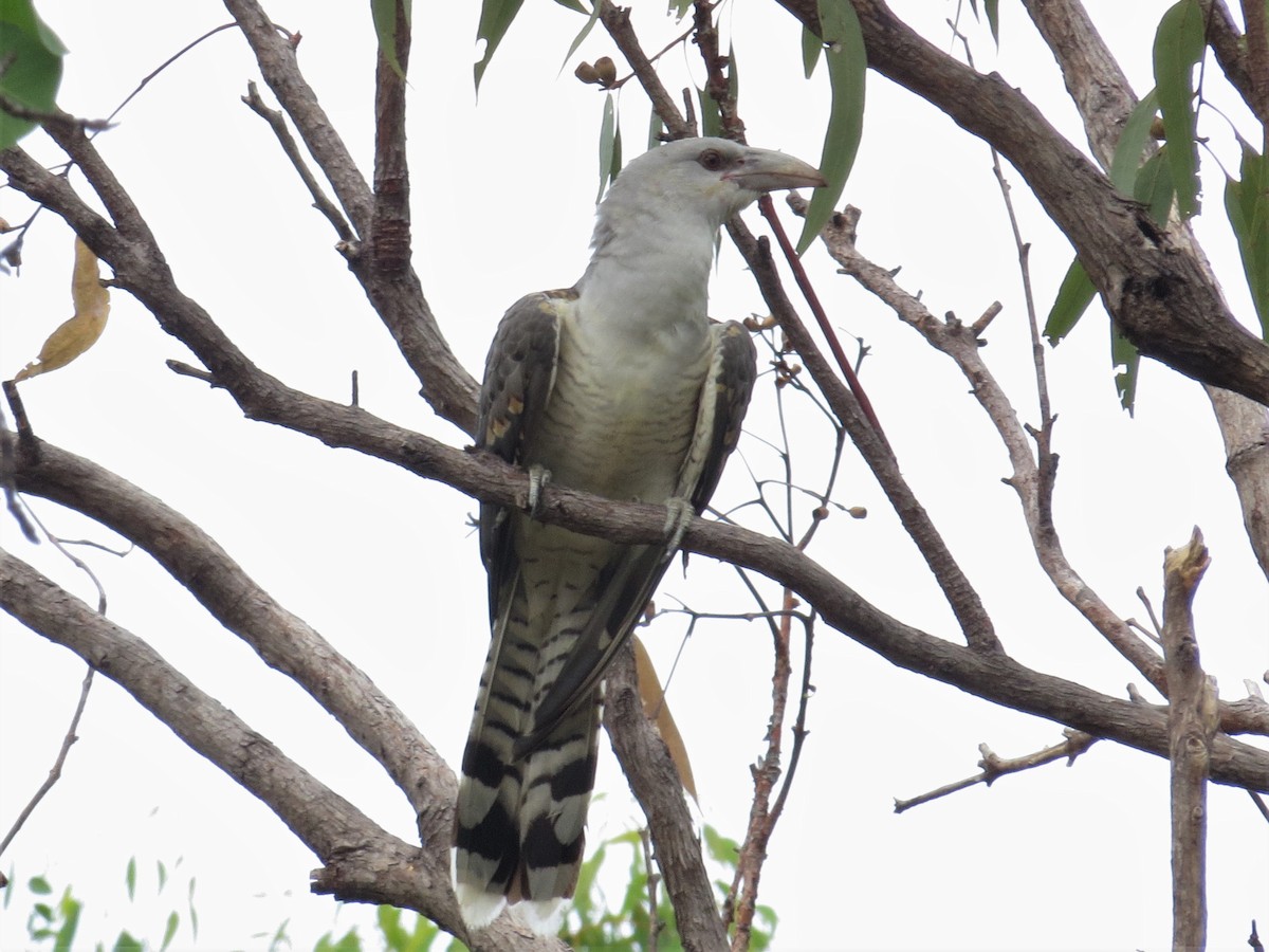 Channel-billed Cuckoo - ML499630161