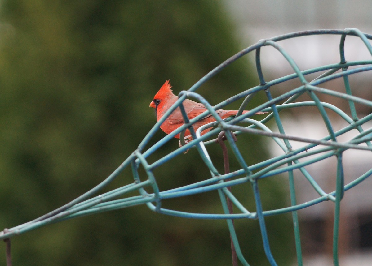 Northern Cardinal - ML499630581