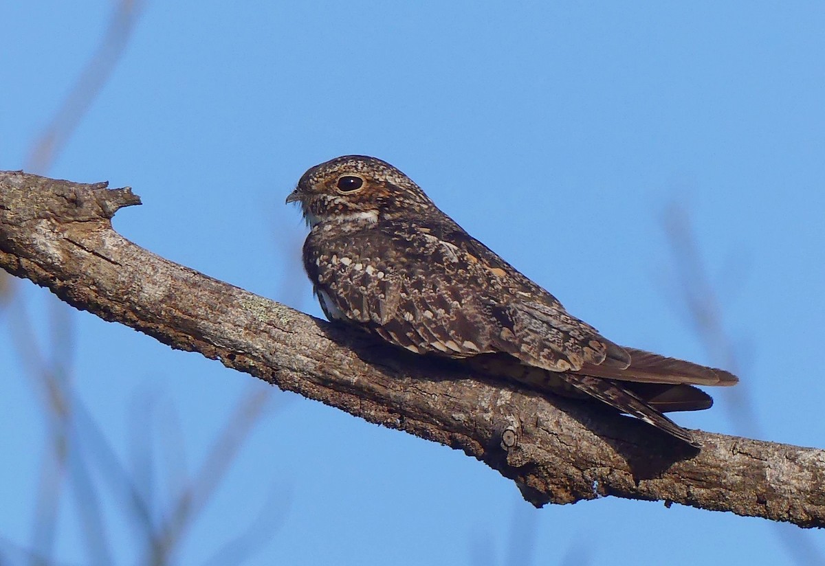 Lesser Nighthawk - ML499631931