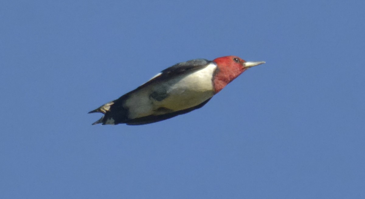 Red-headed Woodpecker - ML499632231