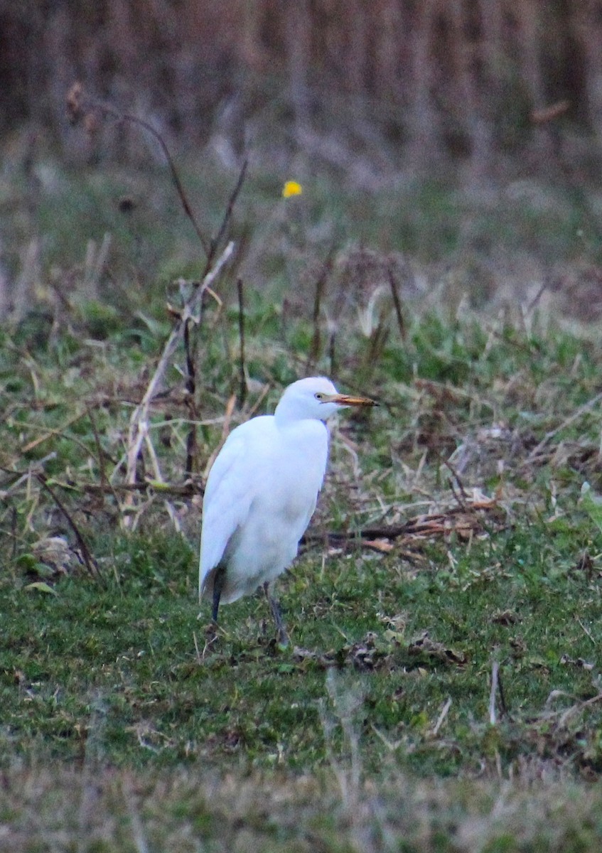 Western Cattle Egret - ML499633161