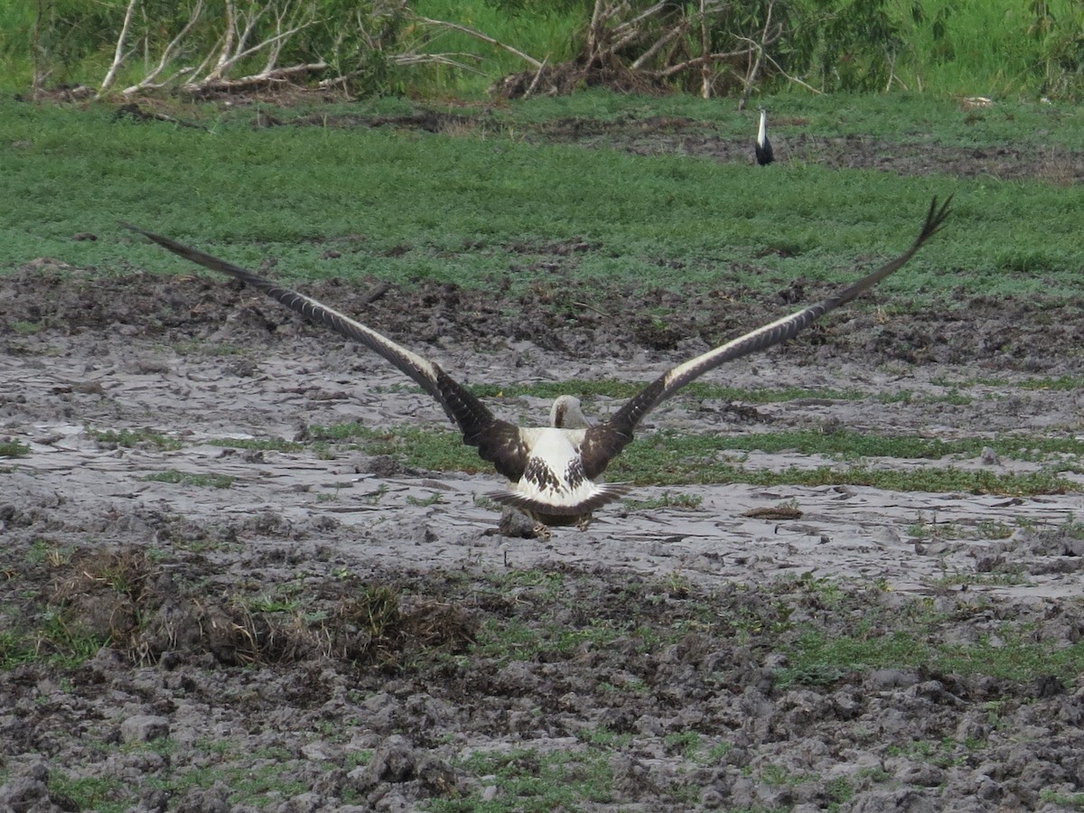 Australian Pelican - ML499633251