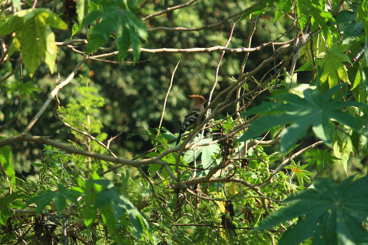 Eurasian Hoopoe - ML499634331