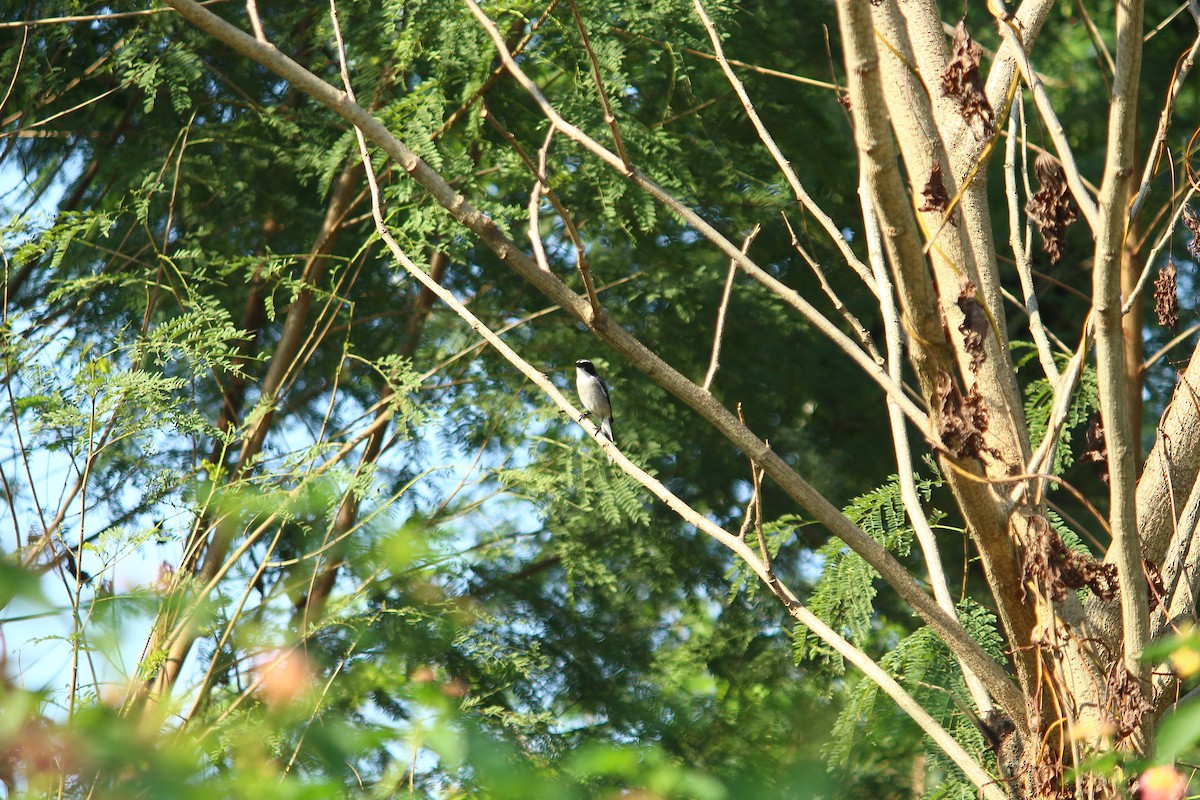 Eurasian Hoopoe - ML499634381