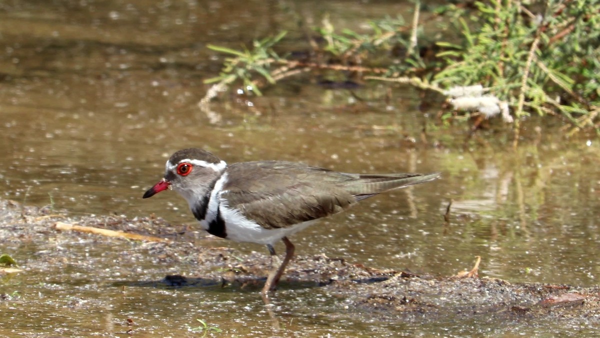 Three-banded Plover - ML499636001