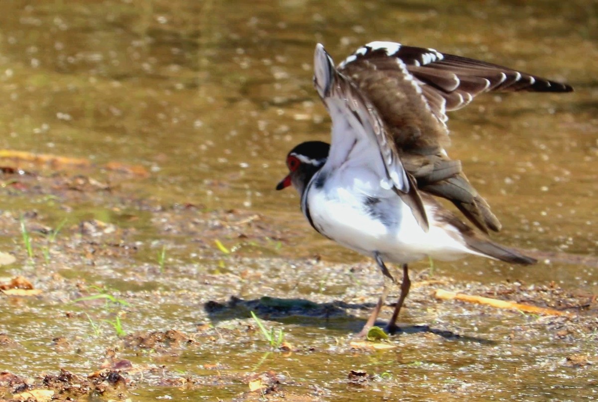 Three-banded Plover - ML499636031