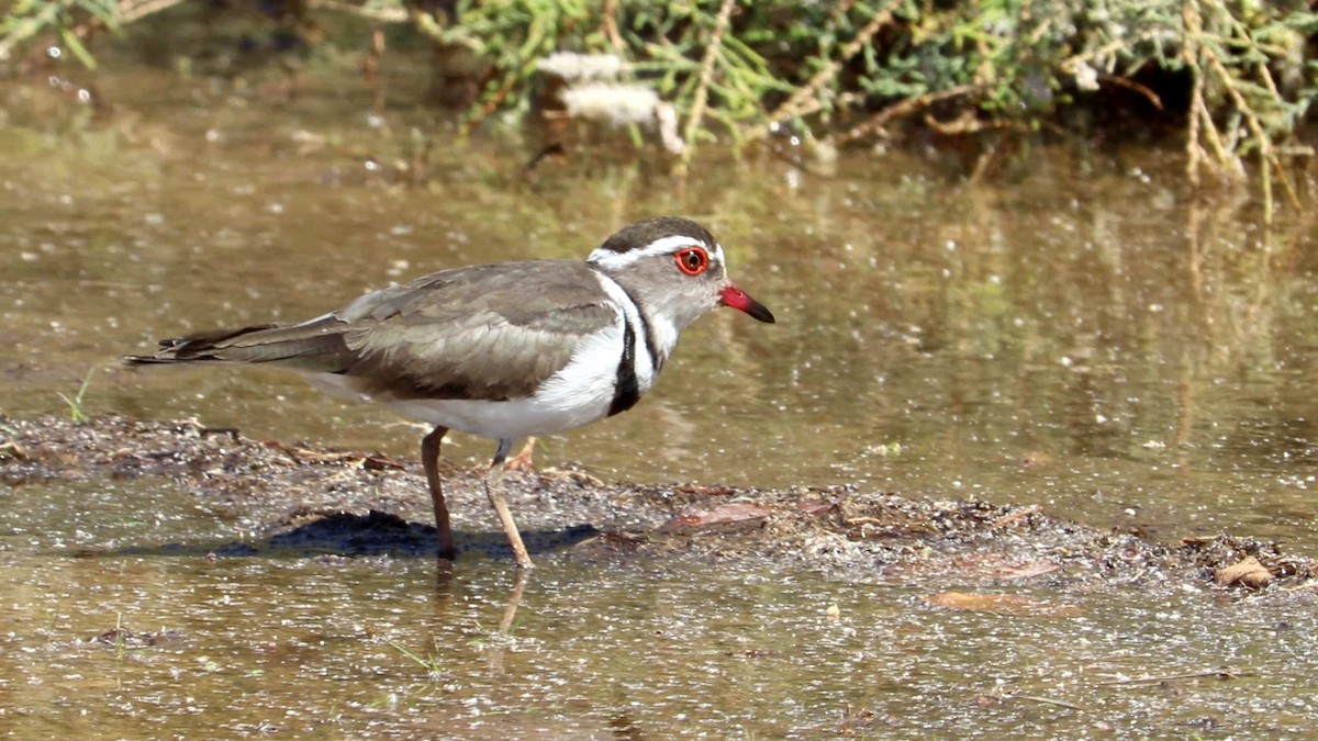 Three-banded Plover - ML499636041