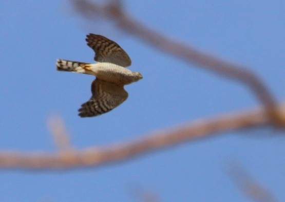 Eurasian Sparrowhawk - ML499636141