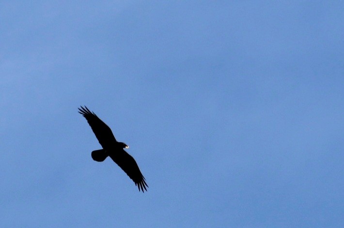 Brown-necked Raven - ML499636201