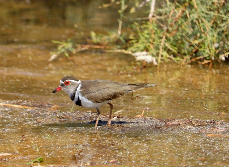 Three-banded Plover - Ismael Khalifa