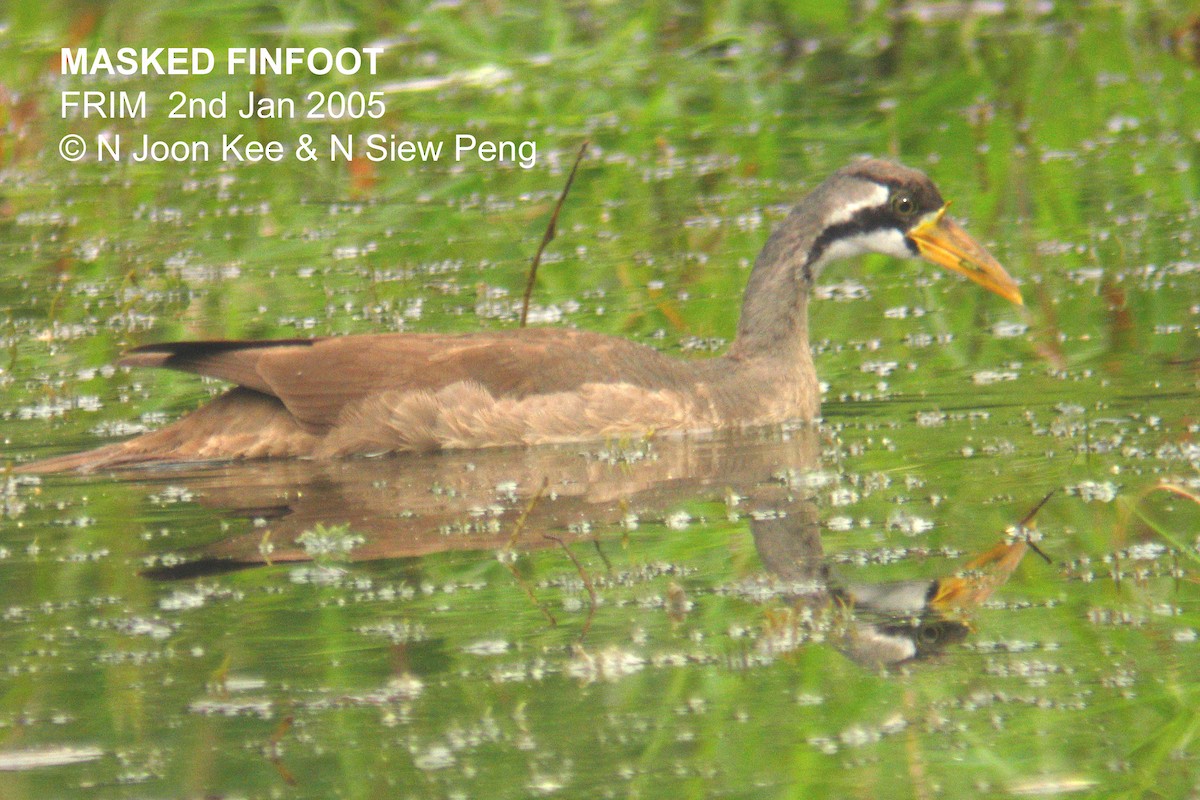 Masked Finfoot - Neoh Hor Kee