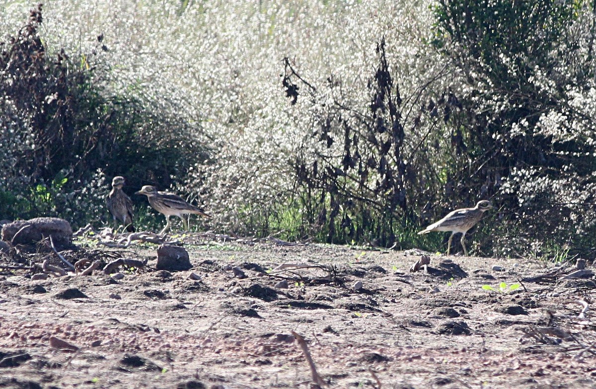 Eurasian Thick-knee - ML499637201