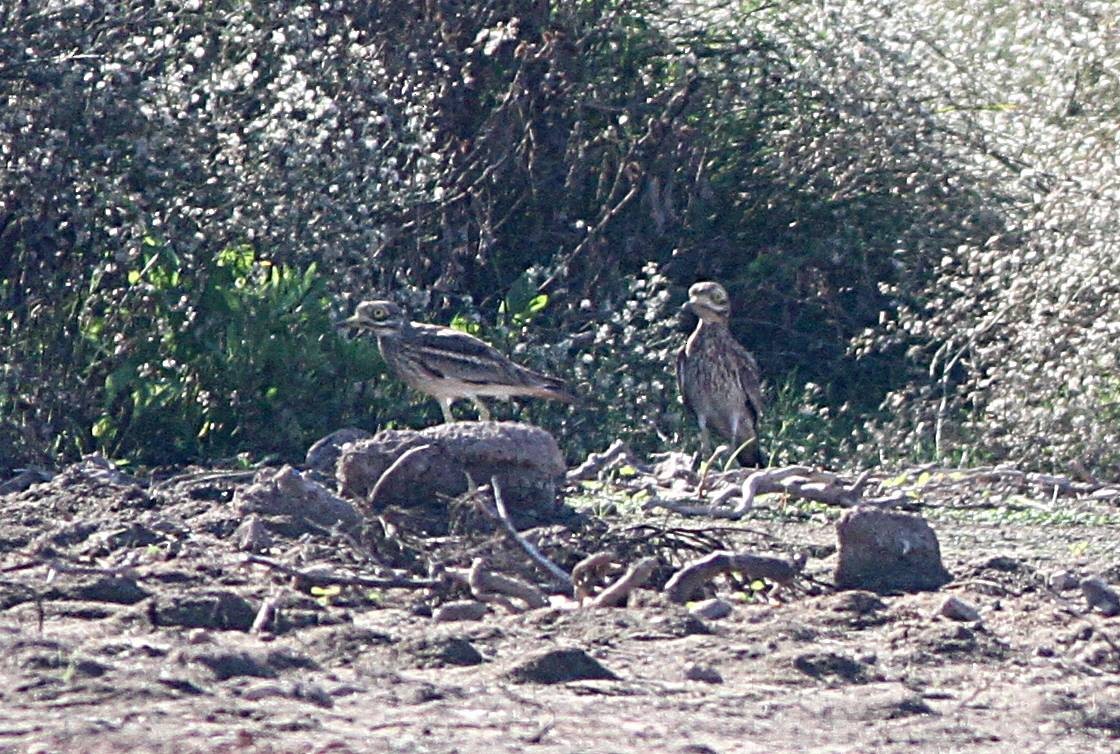 Eurasian Thick-knee - ML499637241