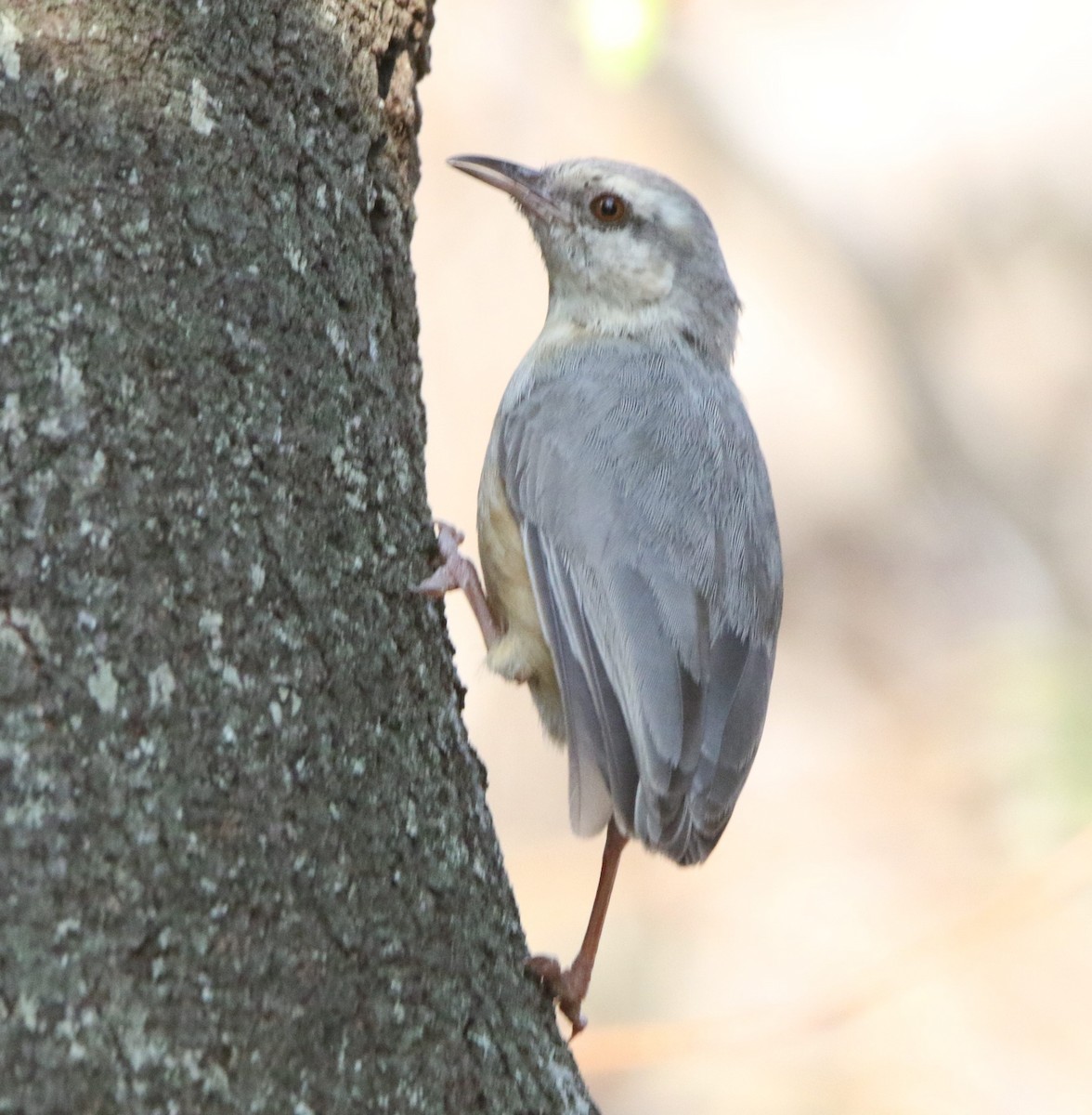 Long-billed Crombec - ML499637601