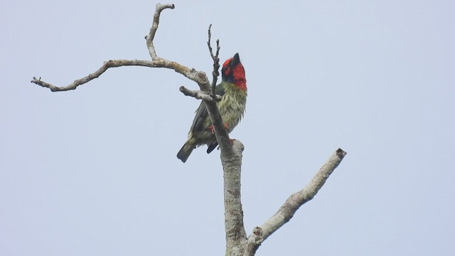 Coppersmith Barbet - ML499639081