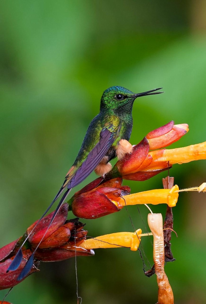 Peruvian Racket-tail - Natalia Escobar