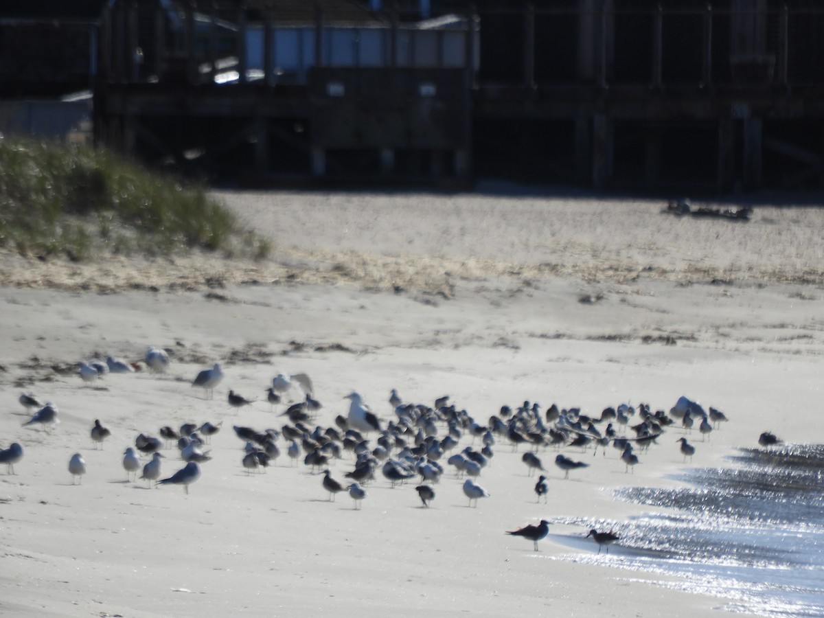 gull sp. - ML499642031