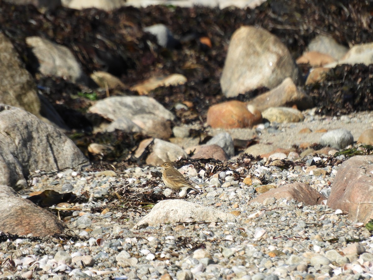 American Pipit - ML499642241