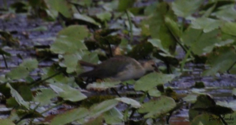 Purple Gallinule - ML499644611