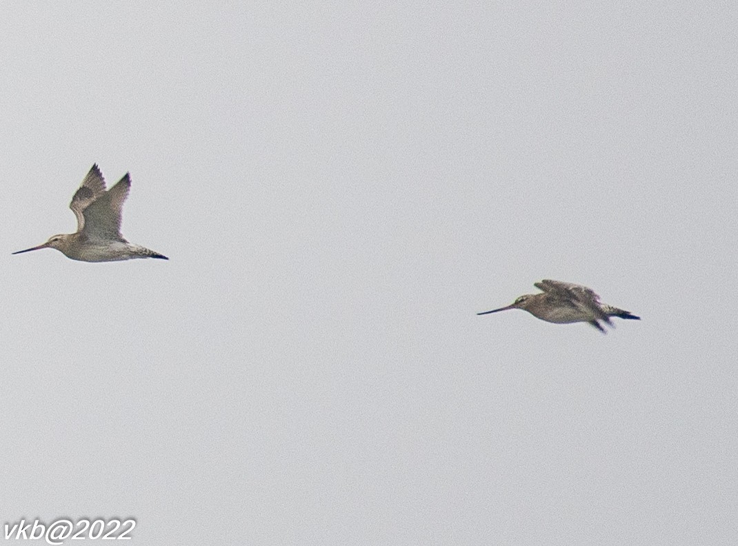 Bar-tailed Godwit - ML499646221