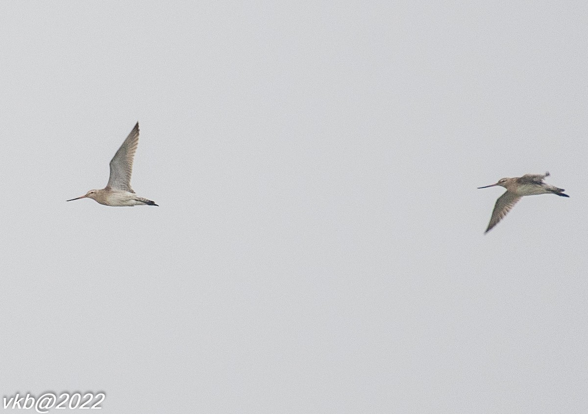 Bar-tailed Godwit - ML499646231