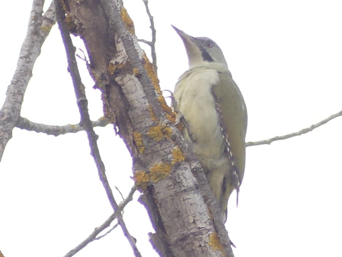 Iberian Green Woodpecker - ML499646661