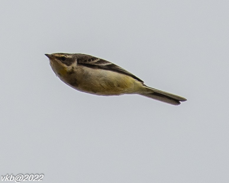 Western Yellow Wagtail - ML499646721