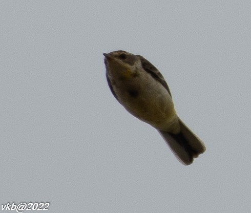 Western Yellow Wagtail - ML499646731