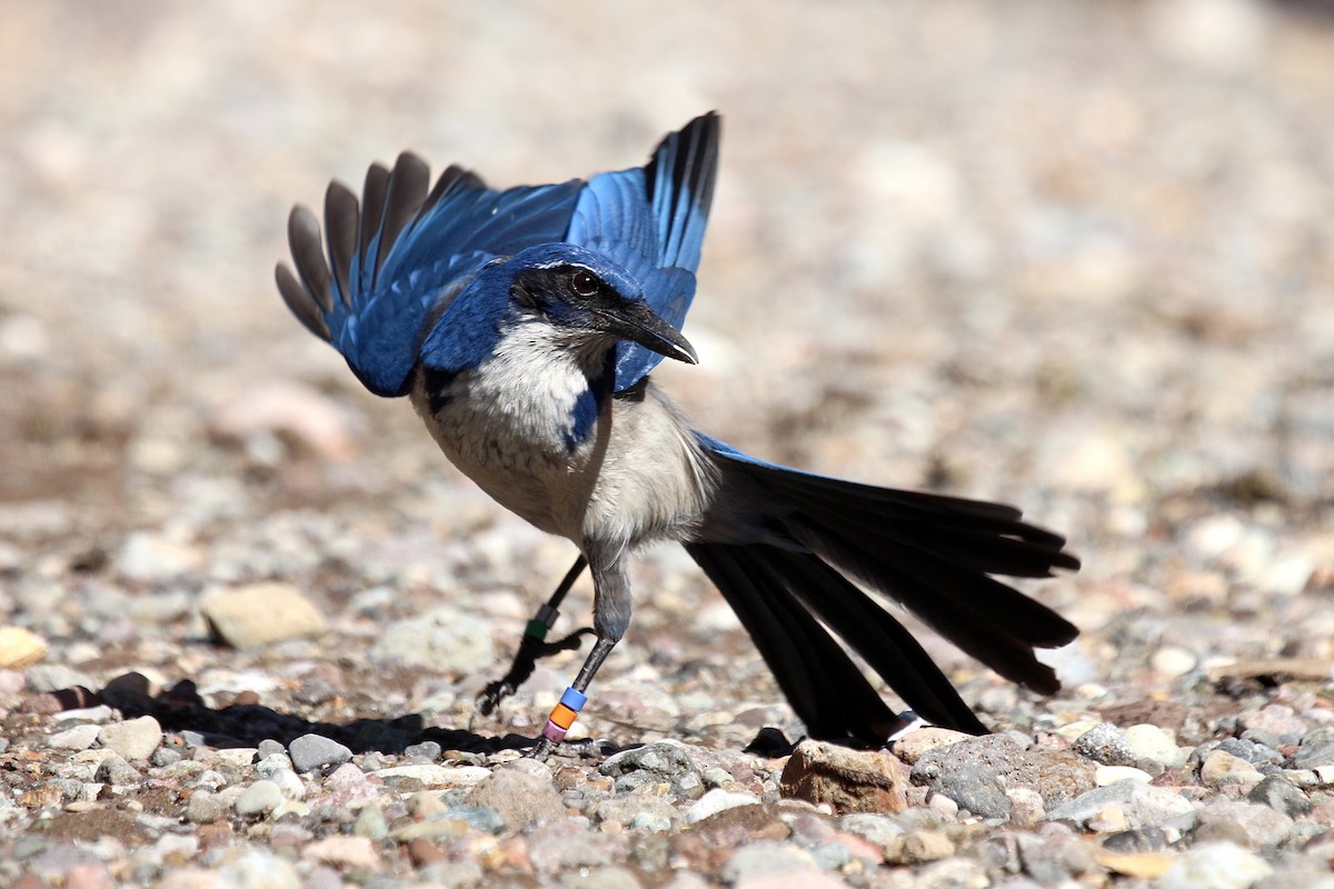 Island Scrub-Jay - ML49964681