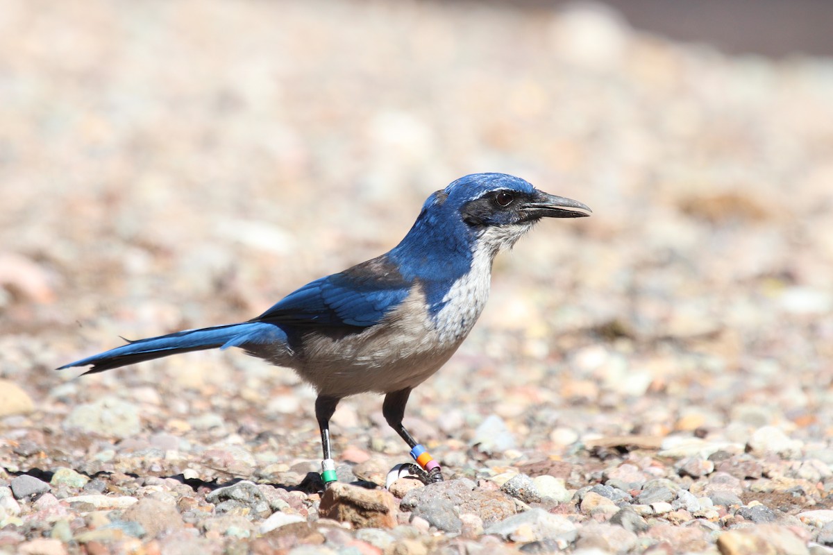 Island Scrub-Jay - ML49964691