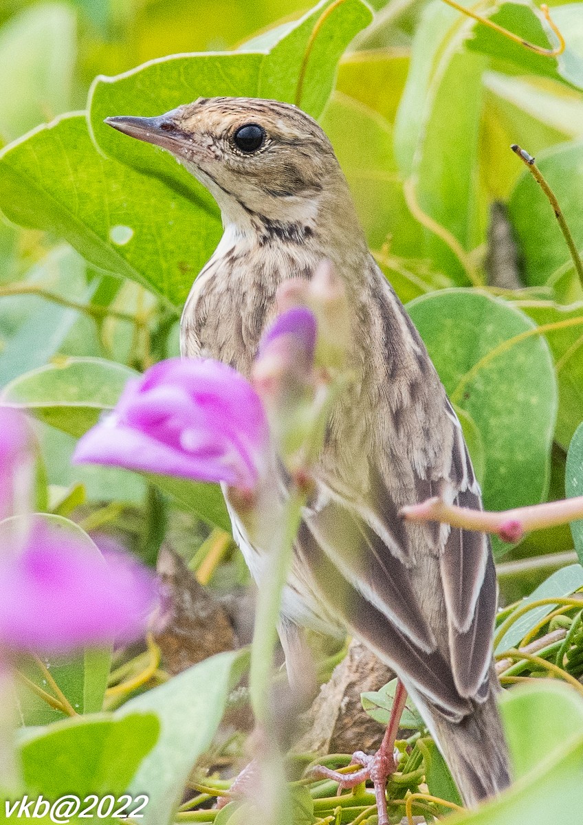 Tree Pipit - ML499647911