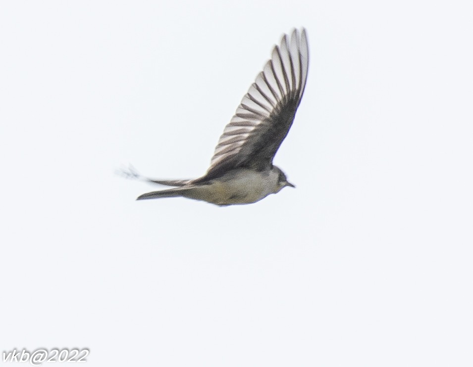 Western Yellow Wagtail - ML499648151