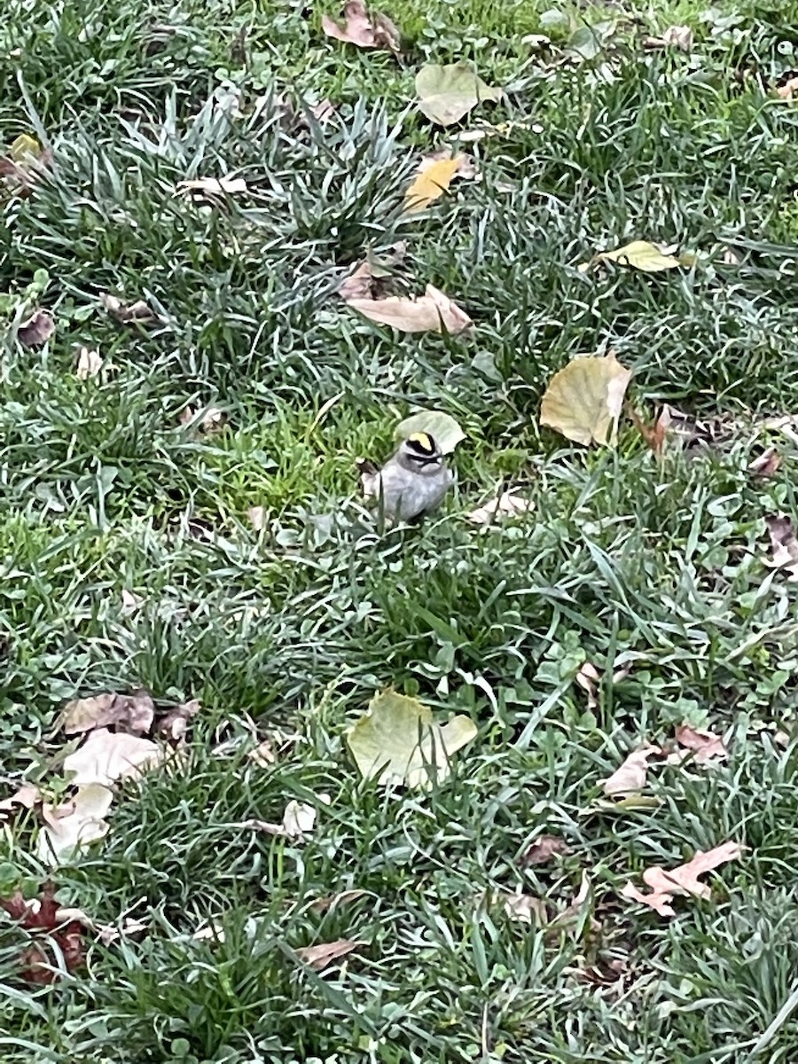 Golden-crowned Kinglet - ML499649201