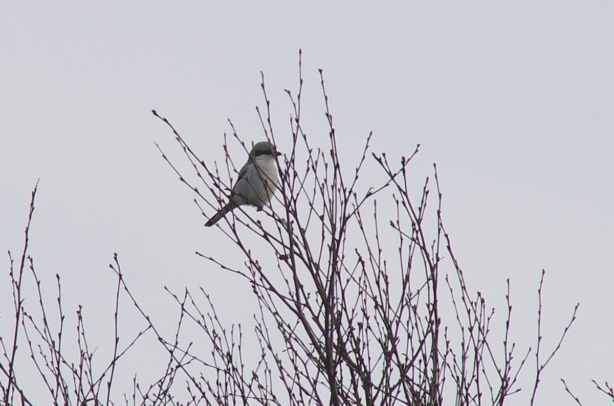 Great Gray Shrike (Great Gray) - ML499649211