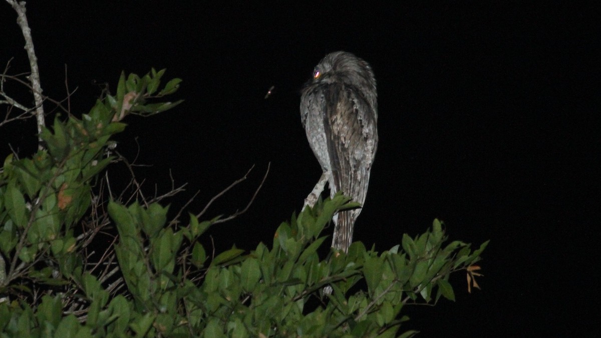 Northern Potoo - ML49964941