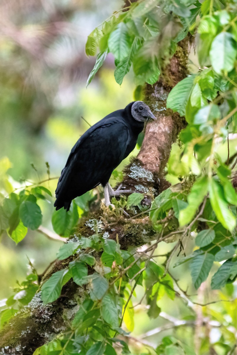 Black Vulture - ML499649421