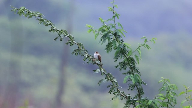 Yellow-eyed Babbler - ML499653071