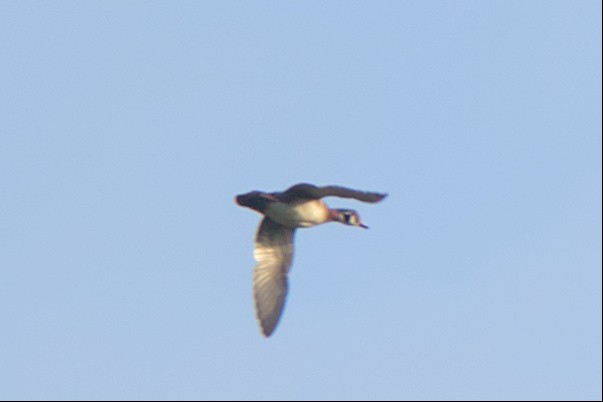 Wood Duck - ML499653271