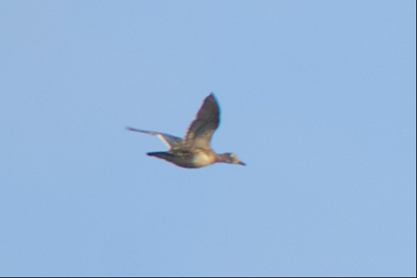 Wood Duck - ML499653491