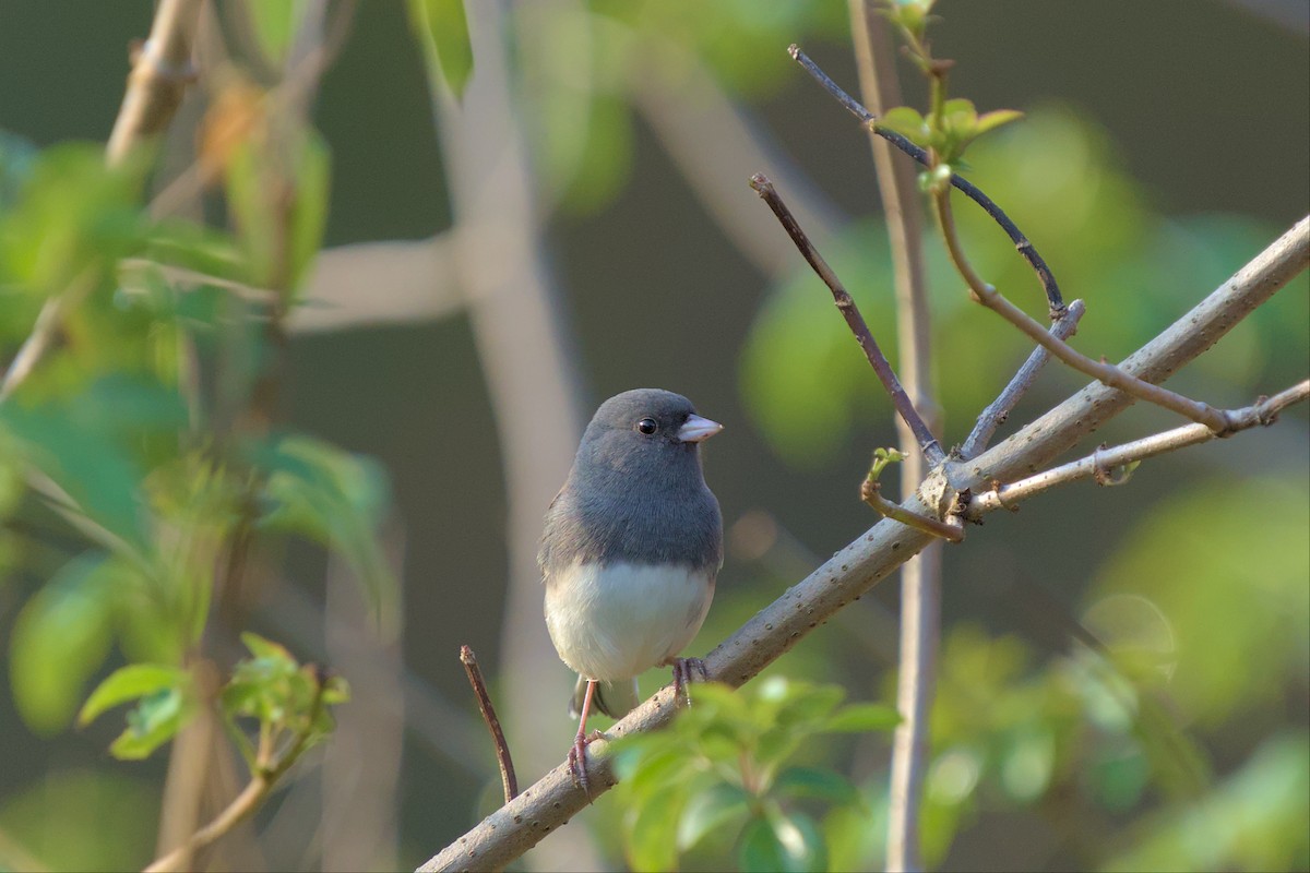 Dark-eyed Junco - ML499653541