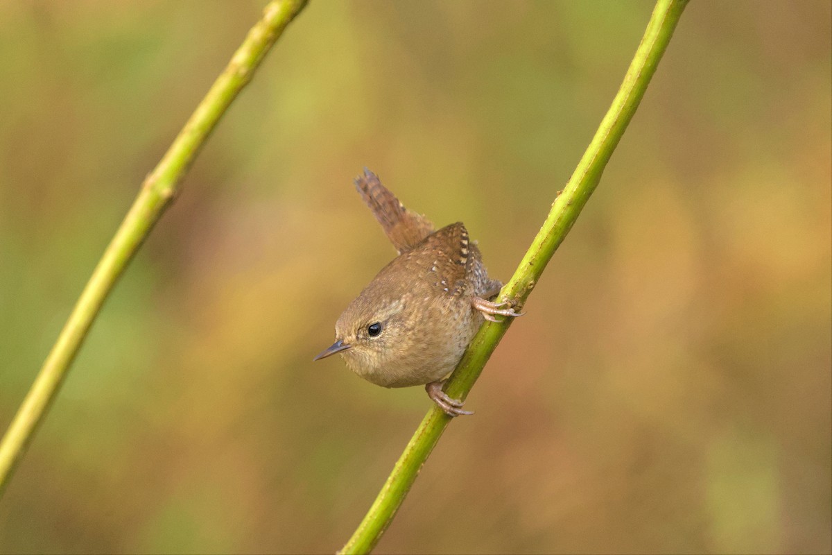 Winter Wren - ML499653621