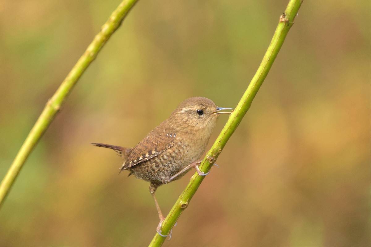 Winter Wren - ML499653631