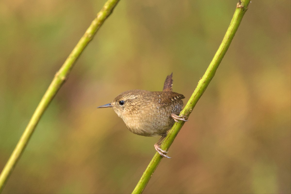 Winter Wren - ML499653641