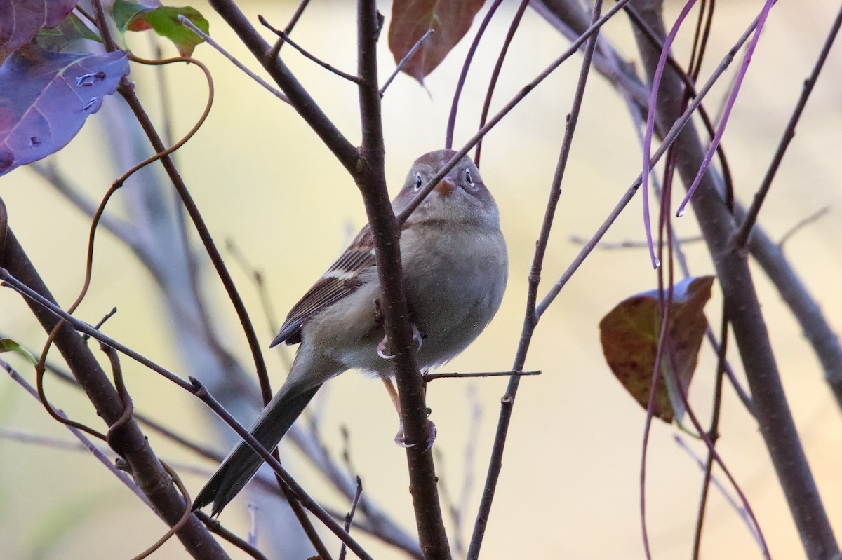 Field Sparrow - ML499653951