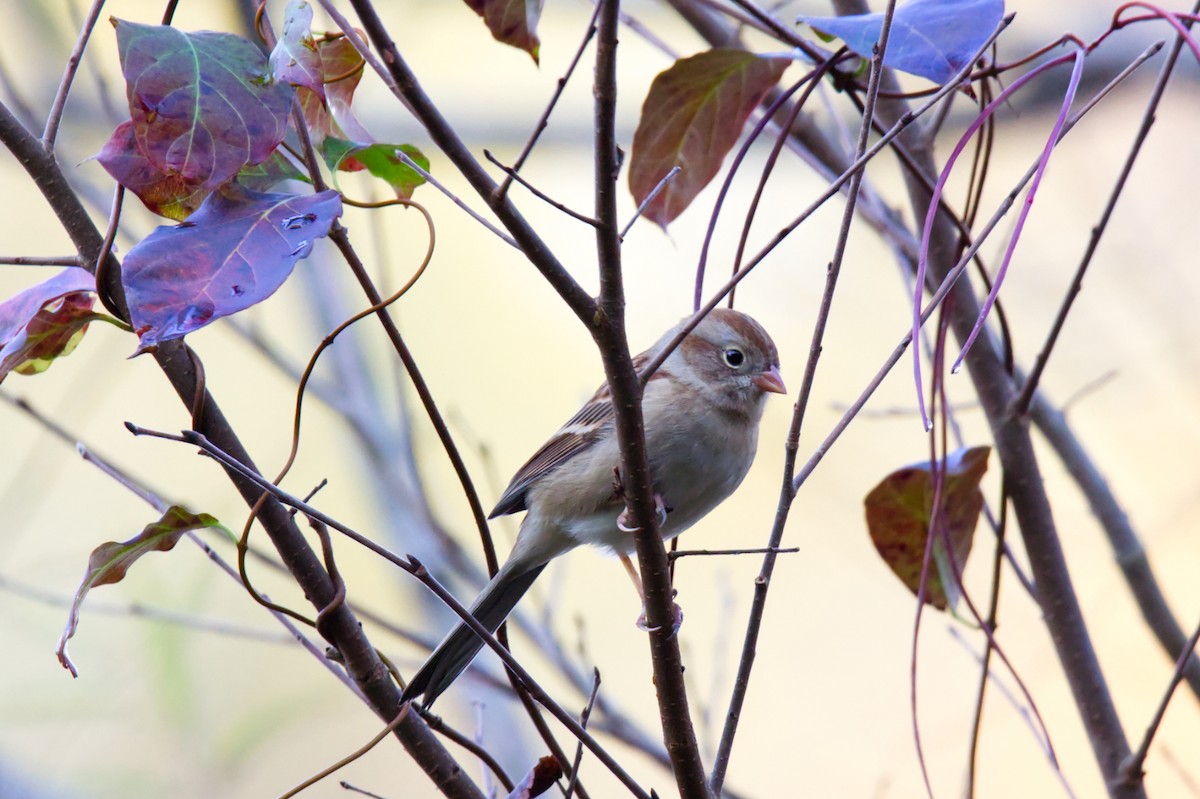 Field Sparrow - ML499653961